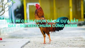 Bật Mí Cách Chọn Gà Đá Cựa Sắt Hay - Soi Kèo Chuẩn Cùng SV388