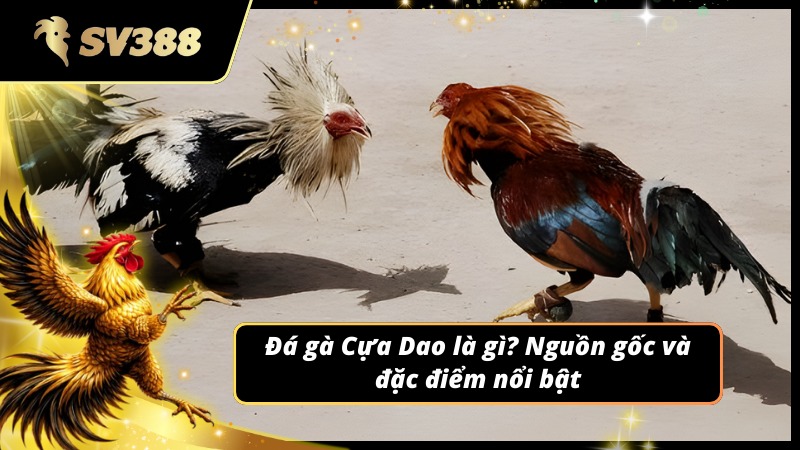 Giới thiệu về bộ môn Đá gà Cựa Dao SV388