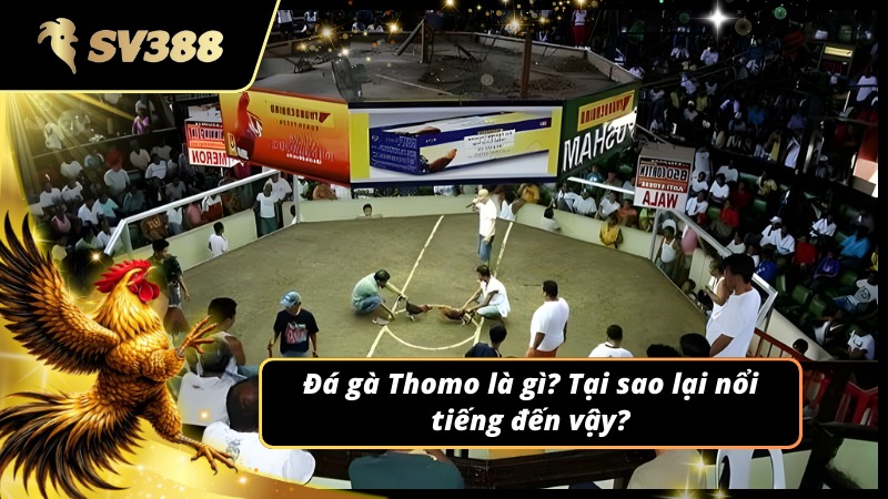 Giới thiệu tổng quan đá gà Thomo SV388 và lý do trở nên nổi tiếng