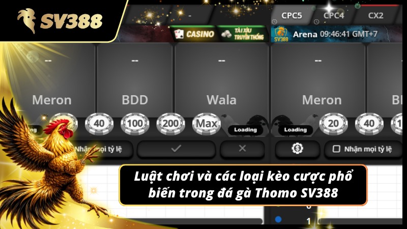 Luật chơi và các loại kèo cược đá gà Thomo SV388 phổ biến