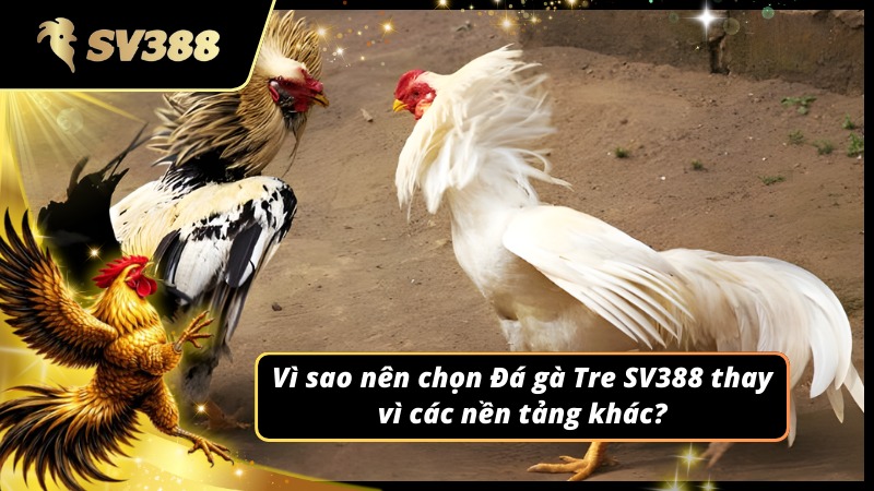 Giải mã lý do nên chọn đá gà Tre SV388 làm điểm đến