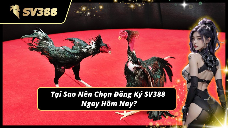 Lợi ích đặc biệt khi chọn đăng ký SV388